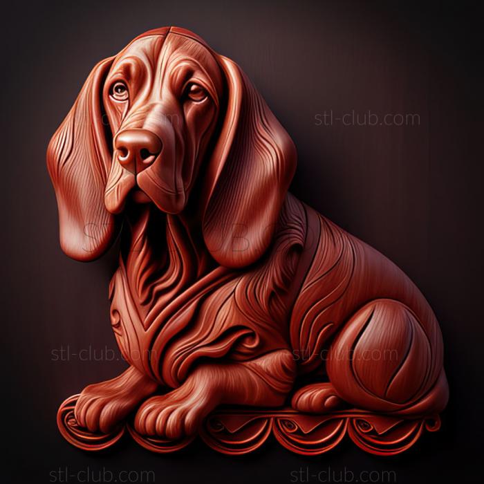 st Red Breton Basset dog